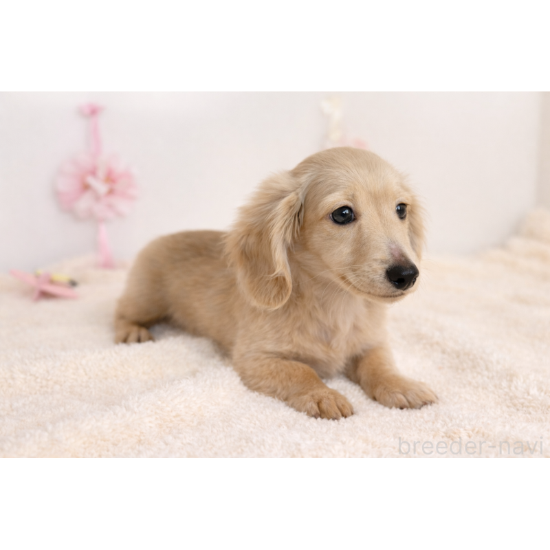 販売中の広島県のミニチュアダックスフンド(ロングヘアード)-449936の2枚目