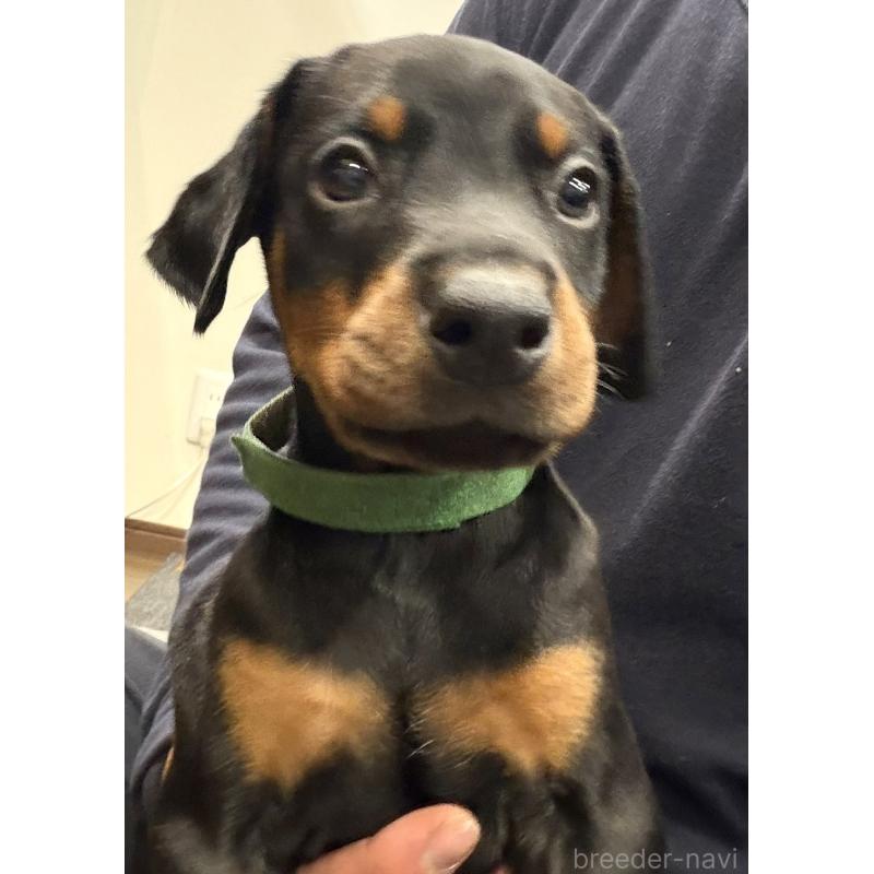 販売中の茨城県のドーベルマン-449937の5枚目