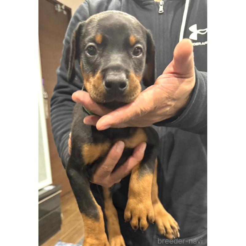 販売中の茨城県のドーベルマン-449937の4枚目