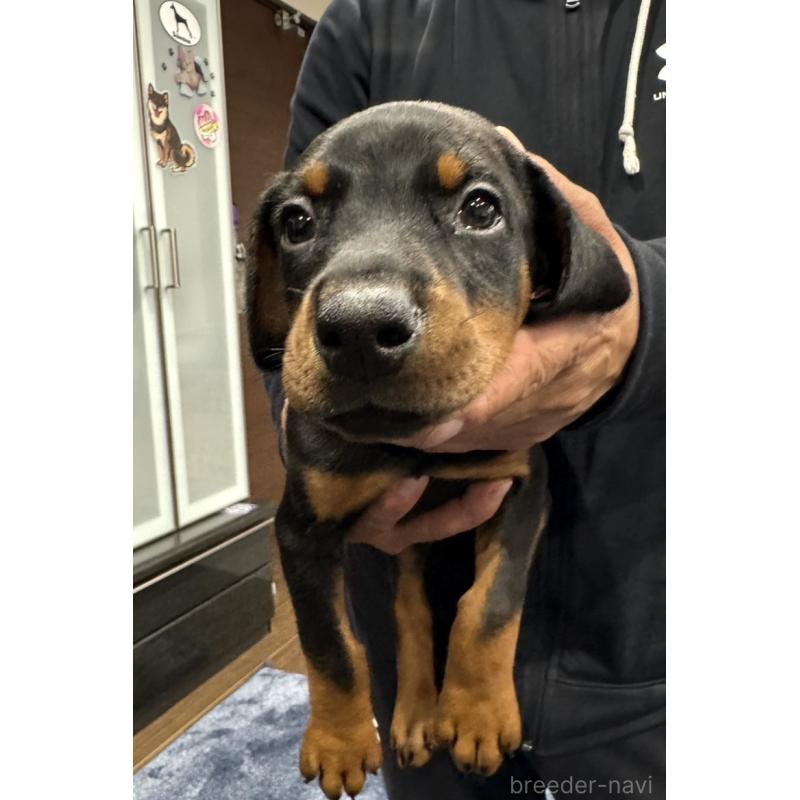 販売中の茨城県のドーベルマン-449937の1枚目