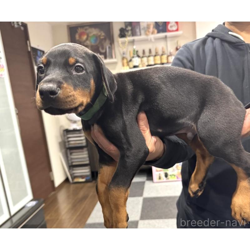 販売中の茨城県のドーベルマン-449937の2枚目
