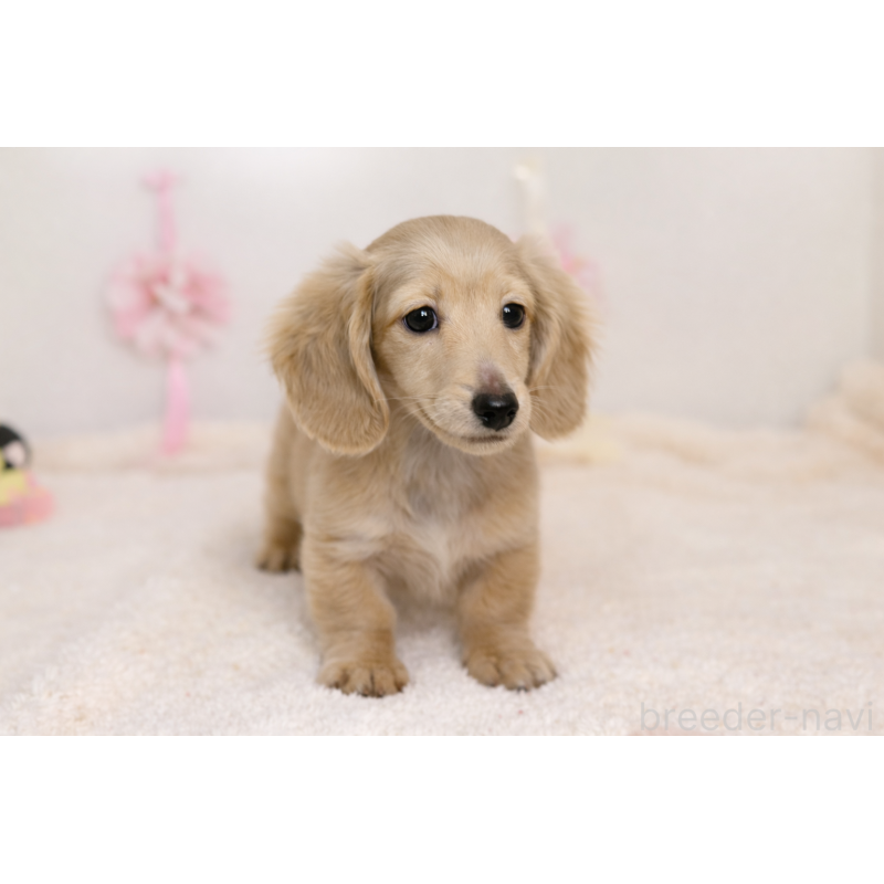 販売中の山口県のミニチュアダックスフンド(ロングヘアード)-449938の3枚目