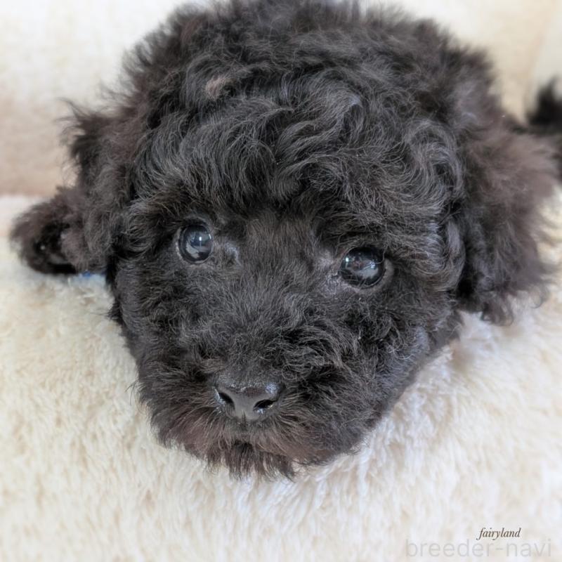 販売中の宮城県のタイニープードル-449939の8枚目