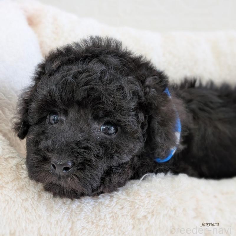 販売中の宮城県のタイニープードル-449939の7枚目