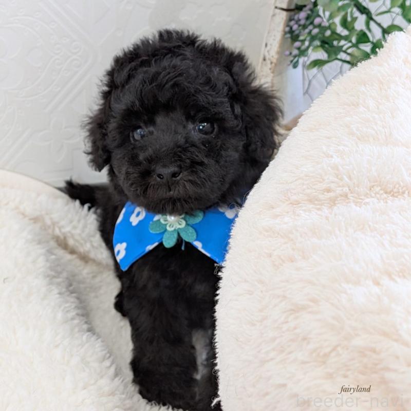 販売中の宮城県のタイニープードル-449939の5枚目