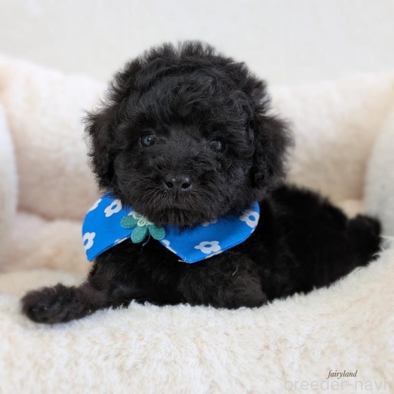 販売中の宮城県のタイニープードル-449939の6枚目