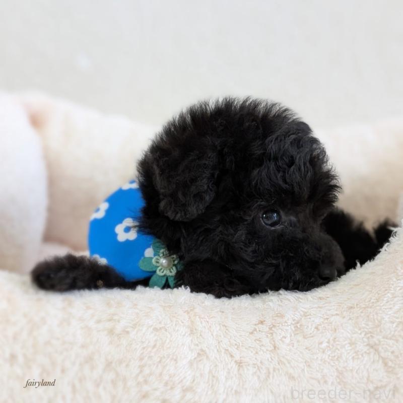 販売中の宮城県のタイニープードル-449939の3枚目