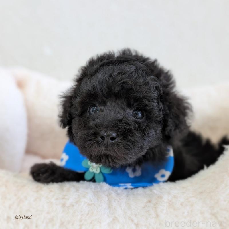 販売中の宮城県のタイニープードル-449939の4枚目