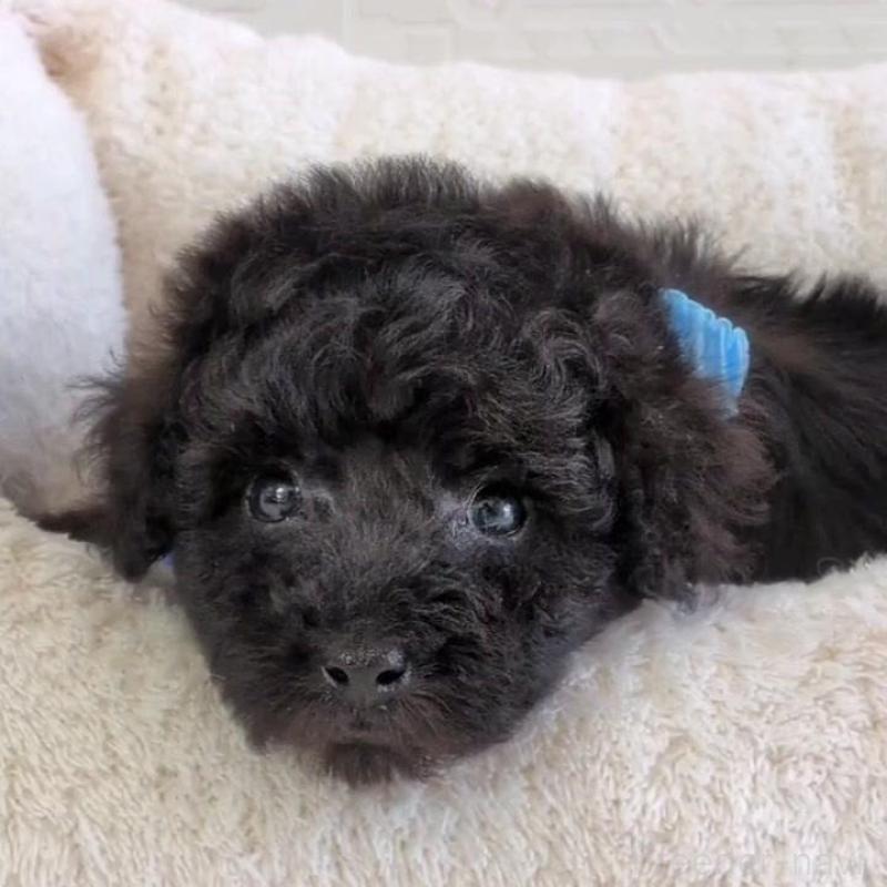 販売中ののタイニープードル-449939