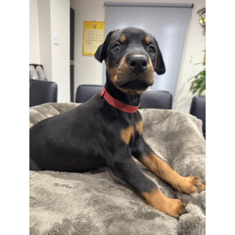 販売中の茨城県のドーベルマン-449940の4枚目