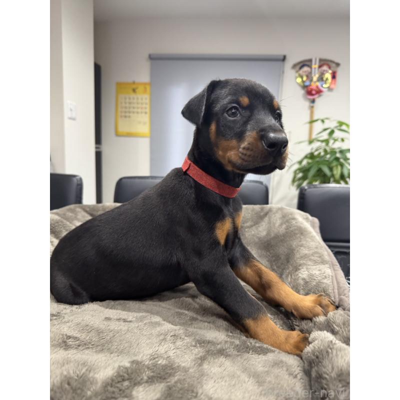 販売中の茨城県のドーベルマン-449940の3枚目