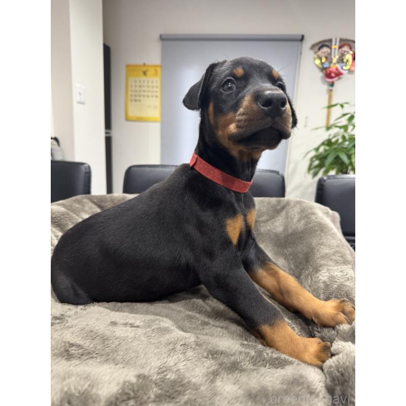 販売中の茨城県のドーベルマン-449940の2枚目