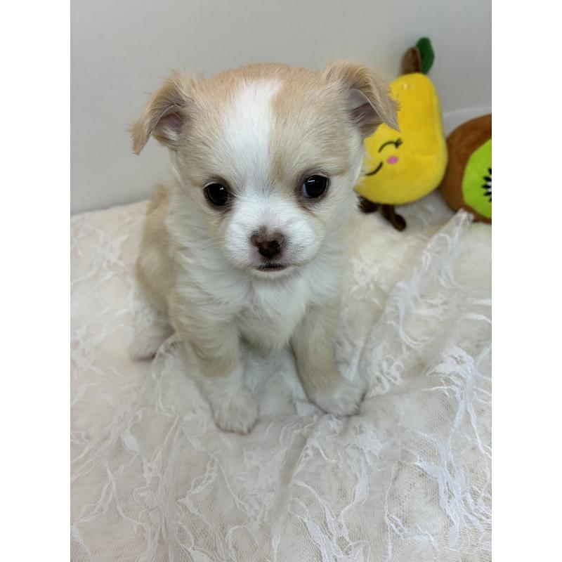 販売中の北海道のチワワ(ロングコート)-449942の7枚目