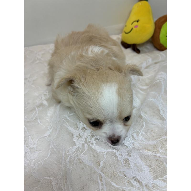 販売中の北海道のチワワ(ロングコート)-449942の6枚目