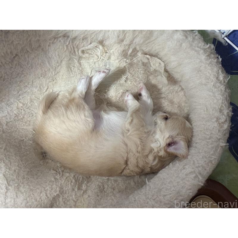 販売中の北海道のチワワ(ロングコート)-449942の4枚目