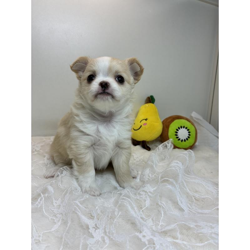 販売中の北海道のチワワ(ロングコート)-449942の3枚目