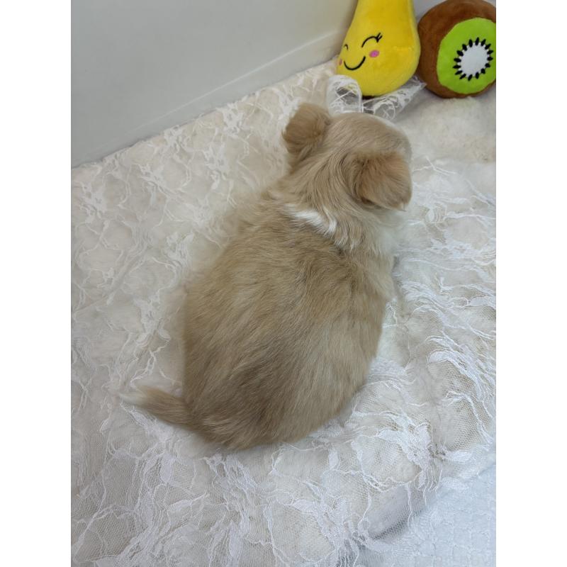 販売中の北海道のチワワ(ロングコート)-449942の2枚目