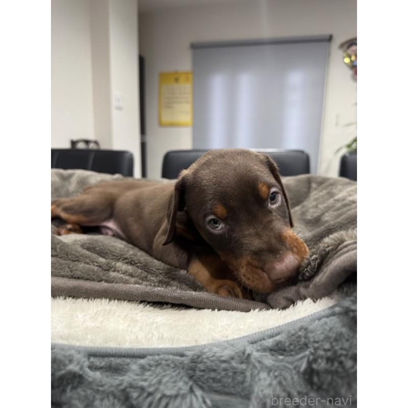 販売中の茨城県のドーベルマン-449941の6枚目