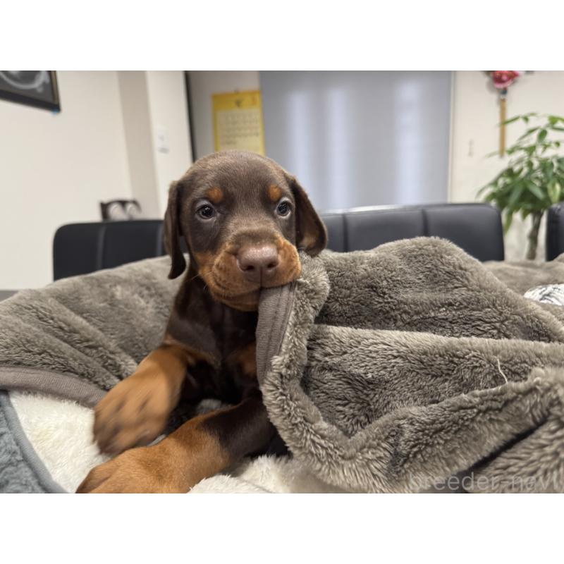 販売中の茨城県のドーベルマン-449941の5枚目