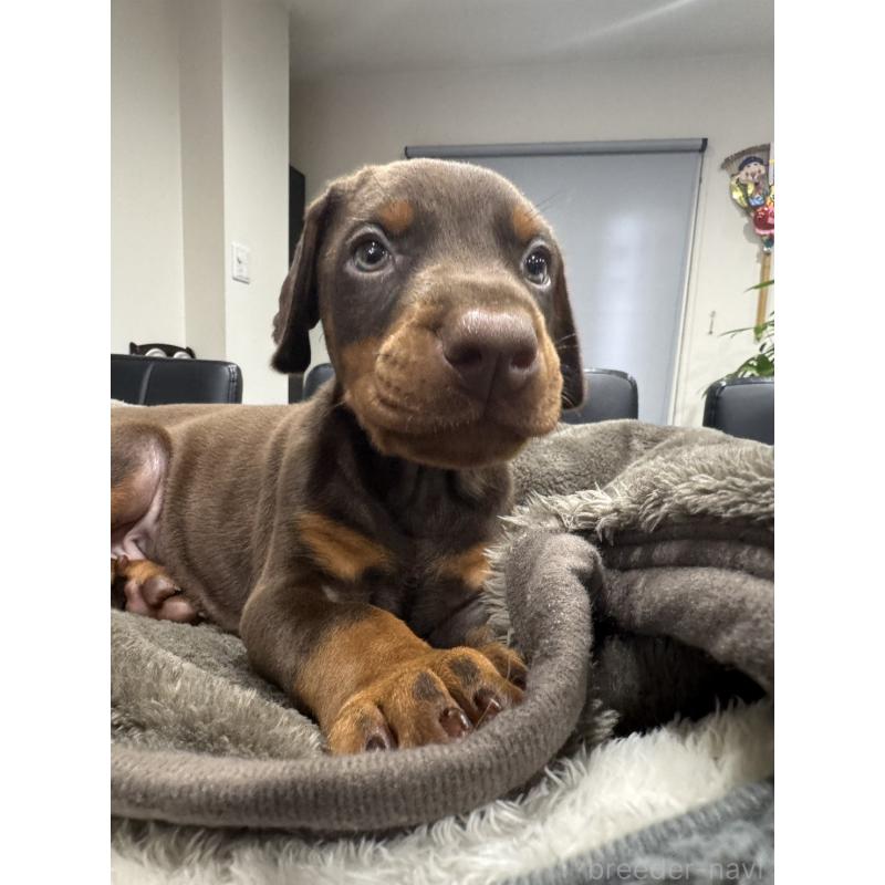 販売中の茨城県のドーベルマン-449941