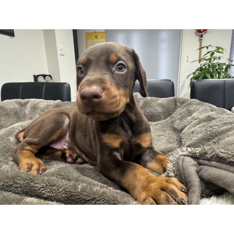 販売中の茨城県のドーベルマン-449941の4枚目