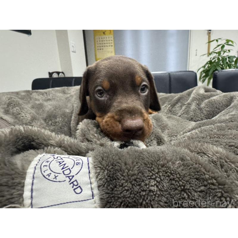 販売中の茨城県のドーベルマン-449941の3枚目