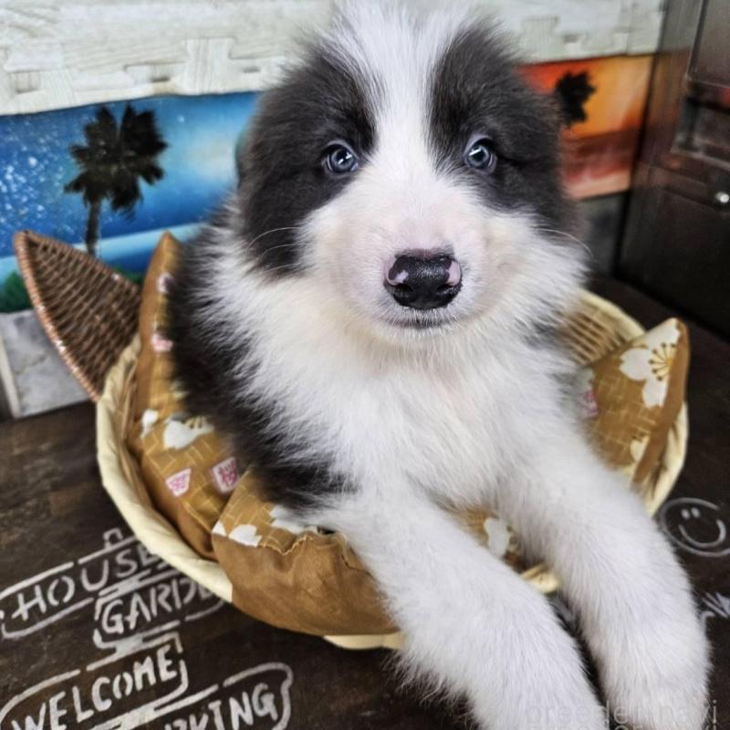 販売中の兵庫県のボーダーコリー-449943の4枚目