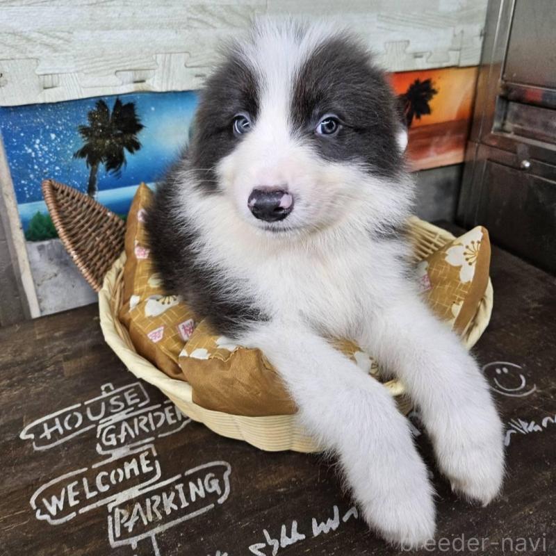 販売中の兵庫県のボーダーコリー-449943の2枚目