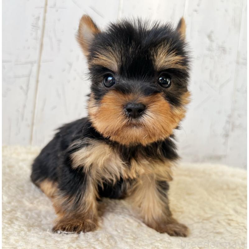 販売中の千葉県のヨークシャーテリア-449945