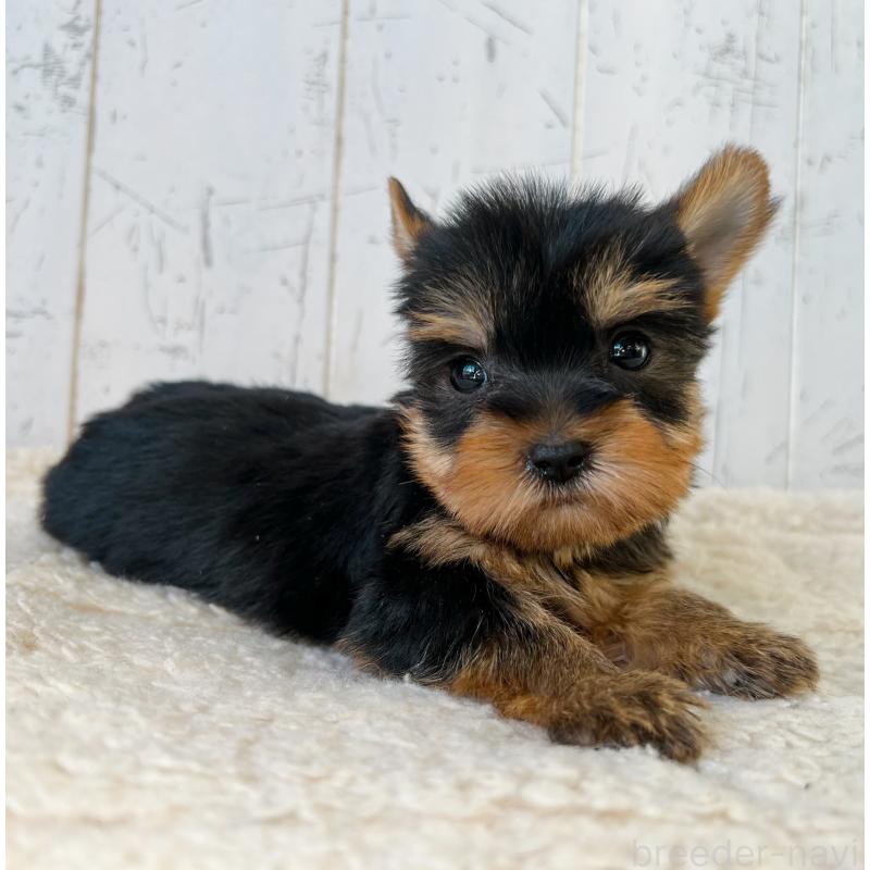 販売中の千葉県のヨークシャーテリア-449945の5枚目