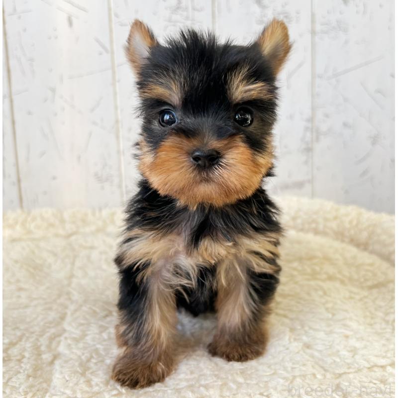 販売中の千葉県のヨークシャーテリア-449945の4枚目