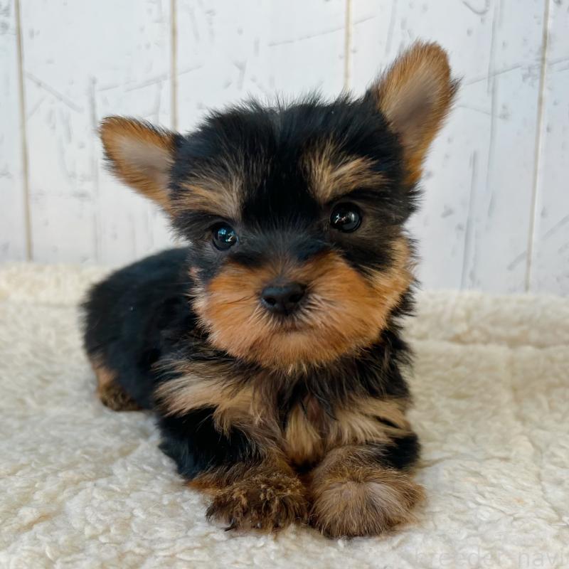 販売中の千葉県のヨークシャーテリア-449945の3枚目