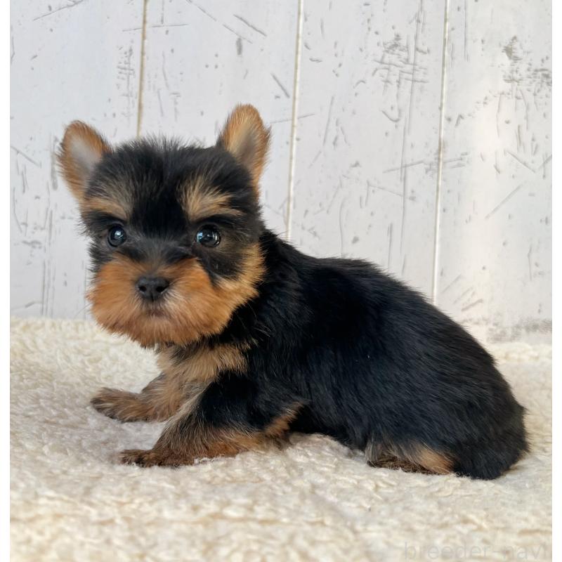 販売中の千葉県のヨークシャーテリア-449945の2枚目