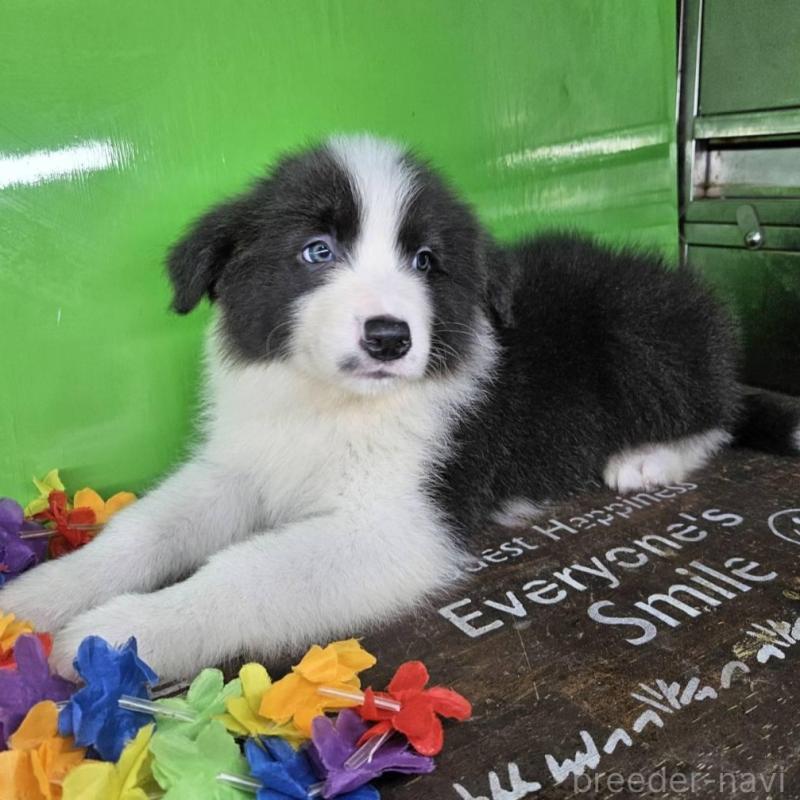 販売中の兵庫県のボーダーコリー-449944