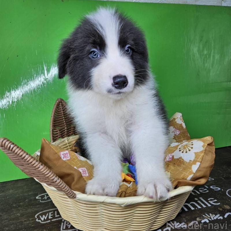 販売中の兵庫県のボーダーコリー-449944の4枚目