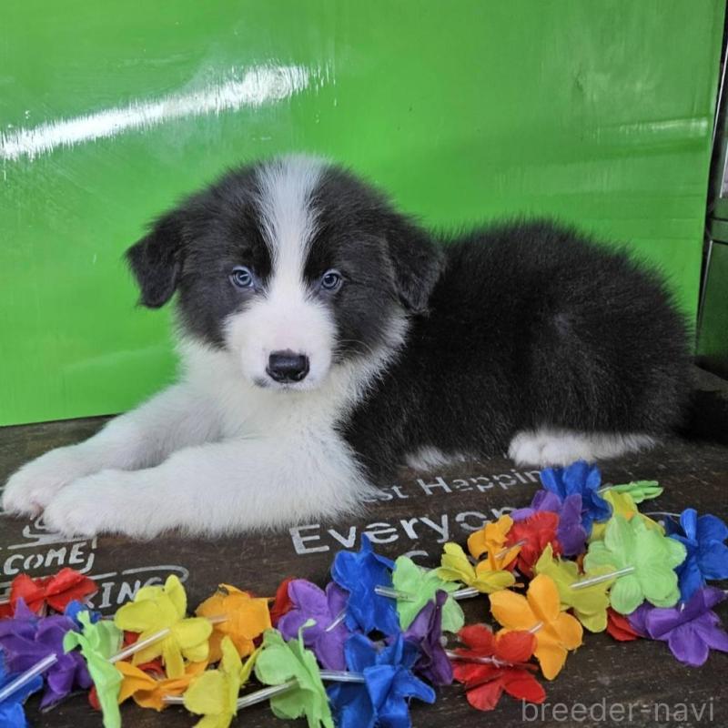 販売中の兵庫県のボーダーコリー-449944の3枚目