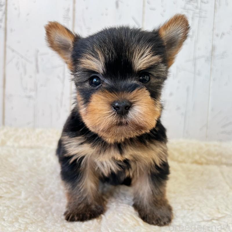 販売中の千葉県のヨークシャーテリア-449946の1枚目