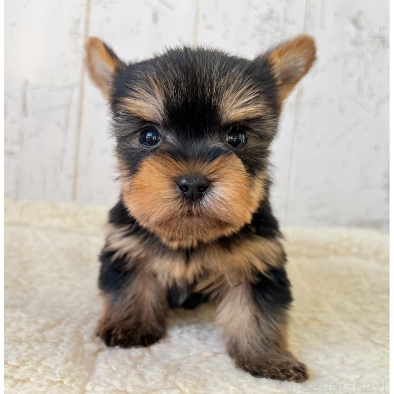 販売中の千葉県のヨークシャーテリア-449946の5枚目