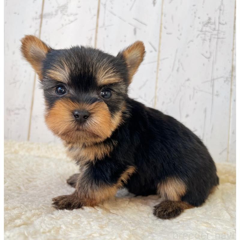 販売中の千葉県のヨークシャーテリア-449946の4枚目