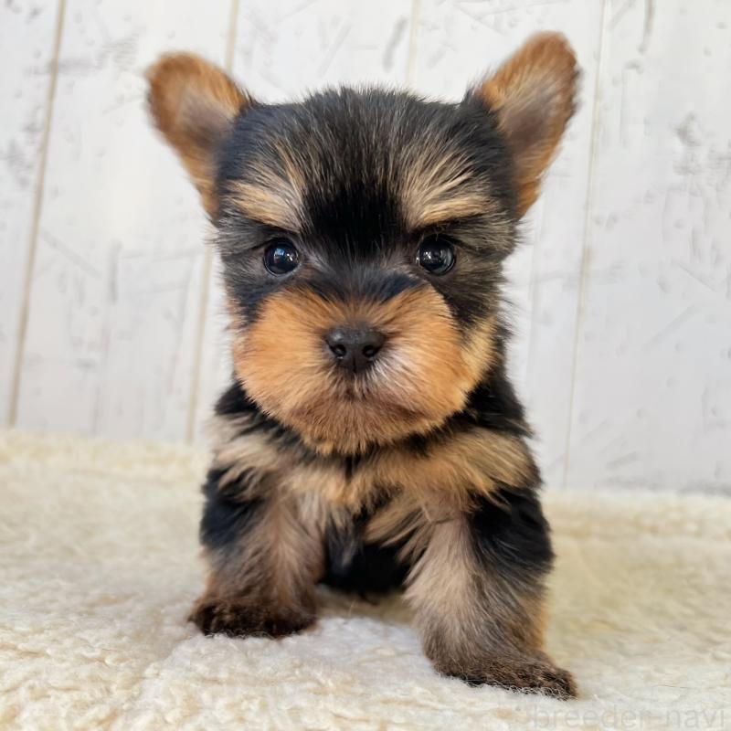 販売中の千葉県のヨークシャーテリア-449946の3枚目