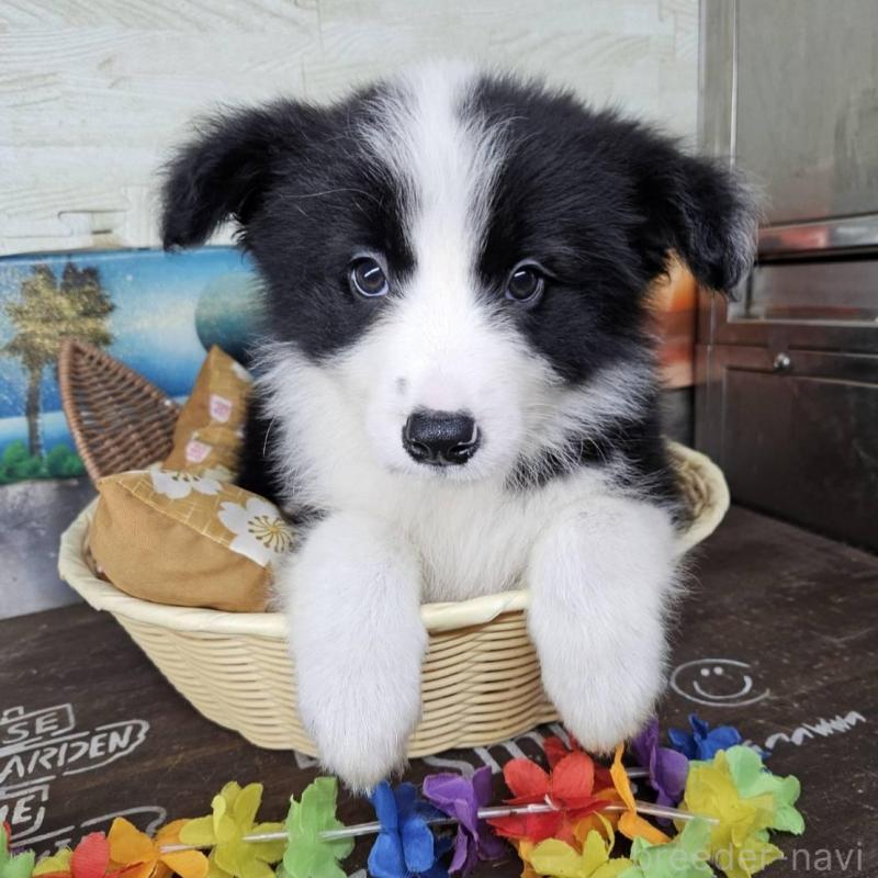 販売中の兵庫県のボーダーコリー-449947の1枚目