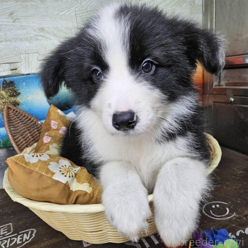 販売中の兵庫県のボーダーコリー-449947の5枚目