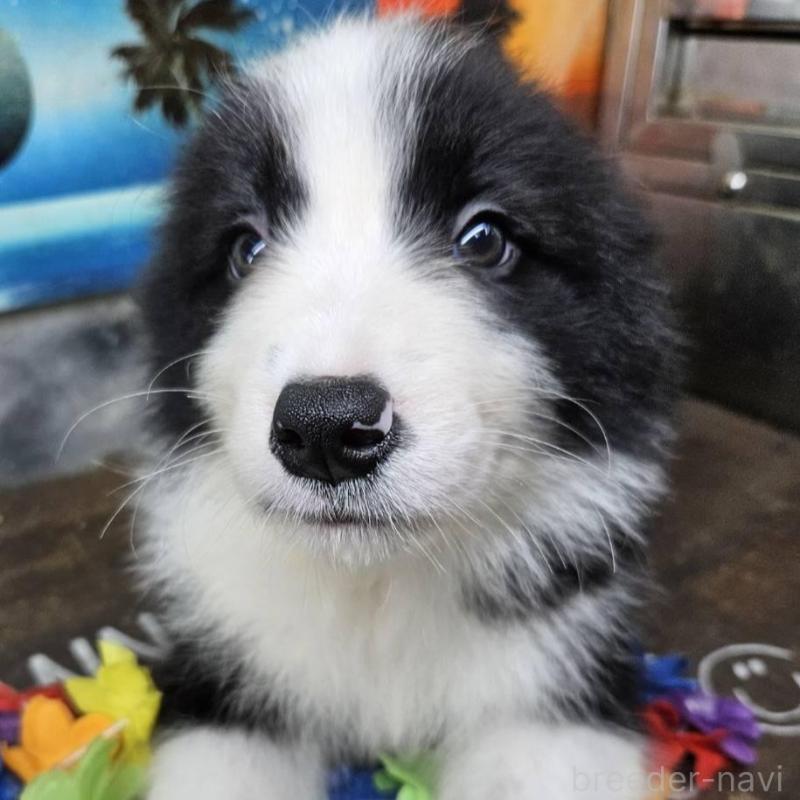 販売中の兵庫県のボーダーコリー-449947の4枚目