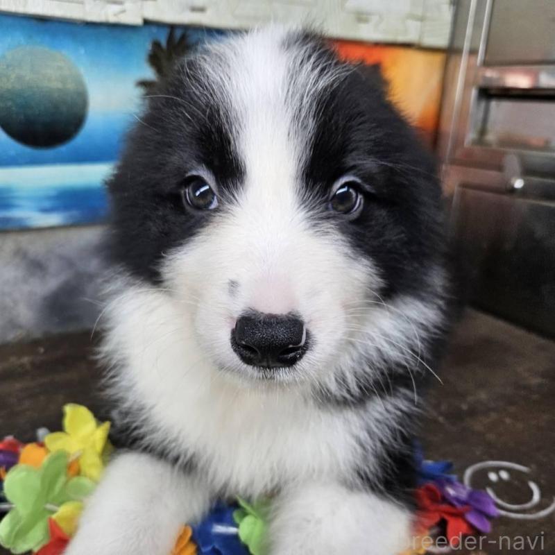 販売中の兵庫県のボーダーコリー-449947の3枚目