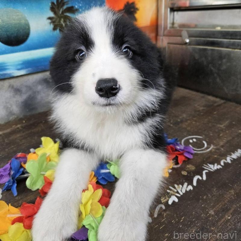 販売中の兵庫県のボーダーコリー-449947の2枚目