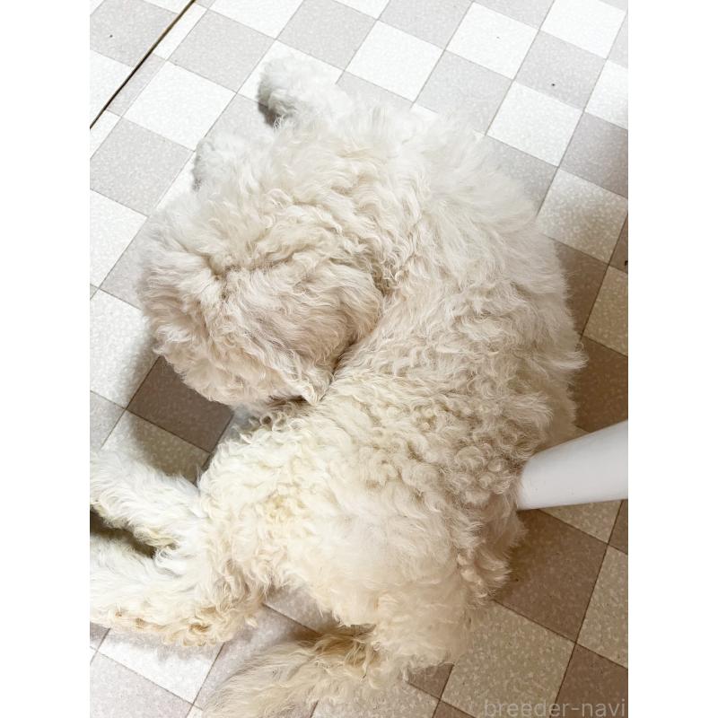 販売中の岡山県のスタンダードプードル-449948の5枚目