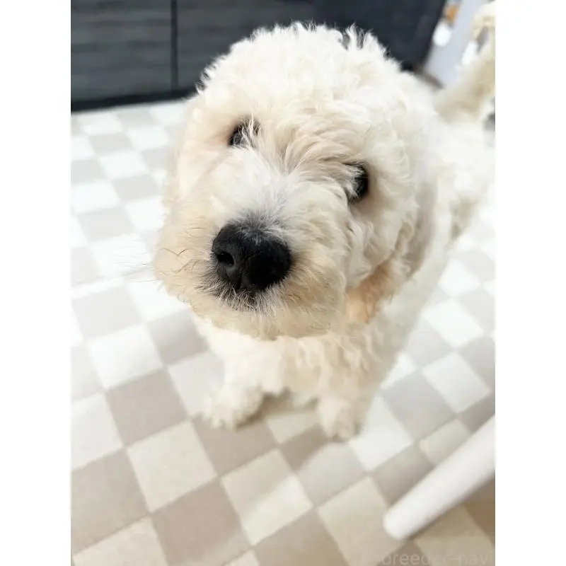 販売中の岡山県のスタンダードプードル-449948の3枚目