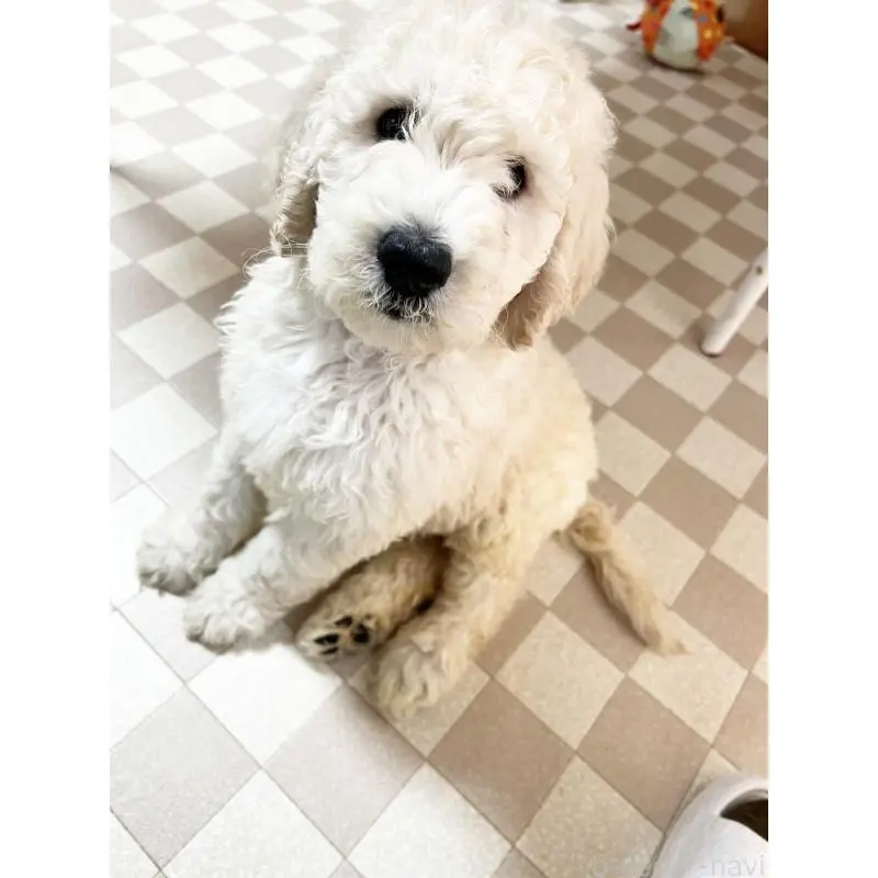 販売中の岡山県のスタンダードプードル-449948の2枚目