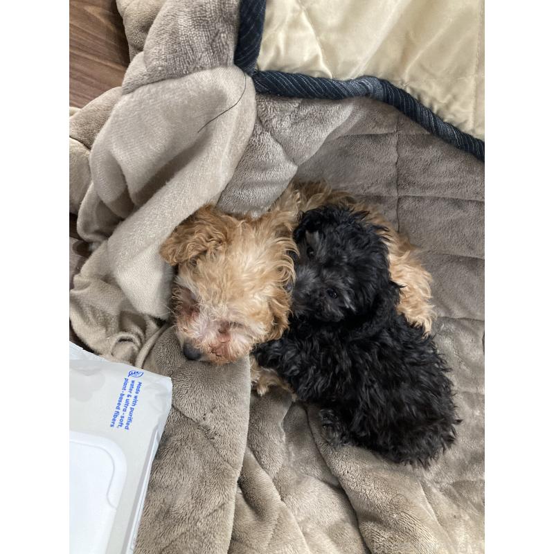 販売中の福岡県のティーカッププードル-449954の3枚目