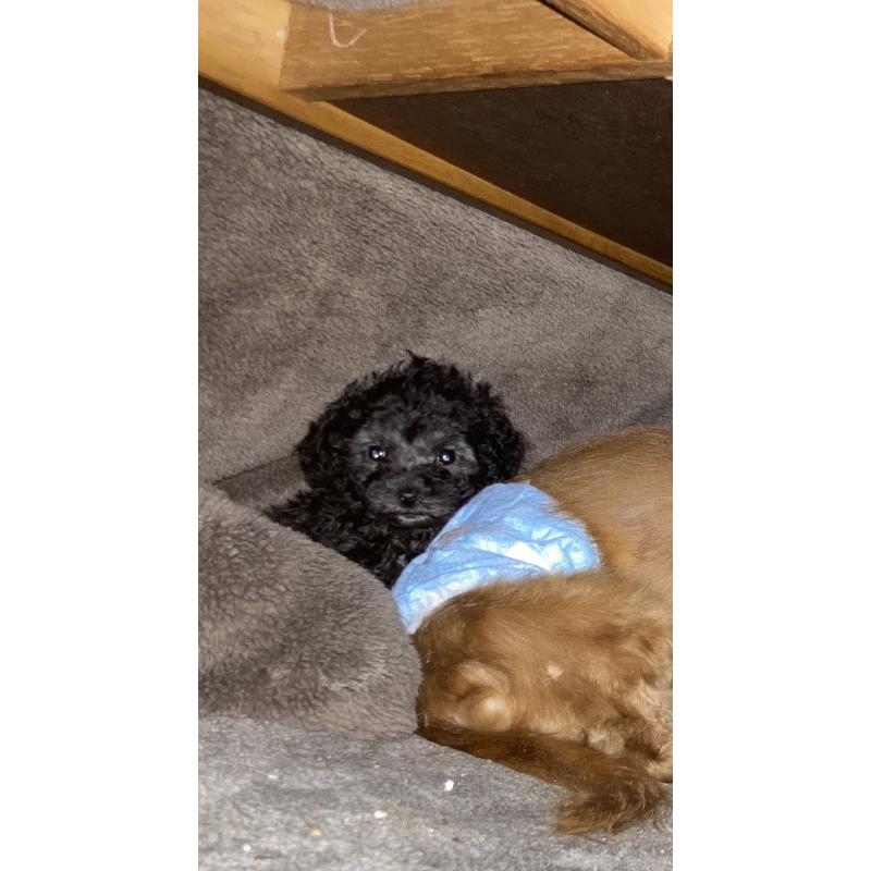 販売中の福岡県のティーカッププードル-449954の2枚目